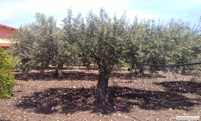 Il nostro olio… è oro