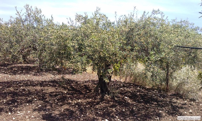 Il nostro olio… è oro