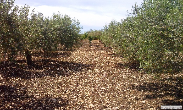 Il nostro olio… è oro