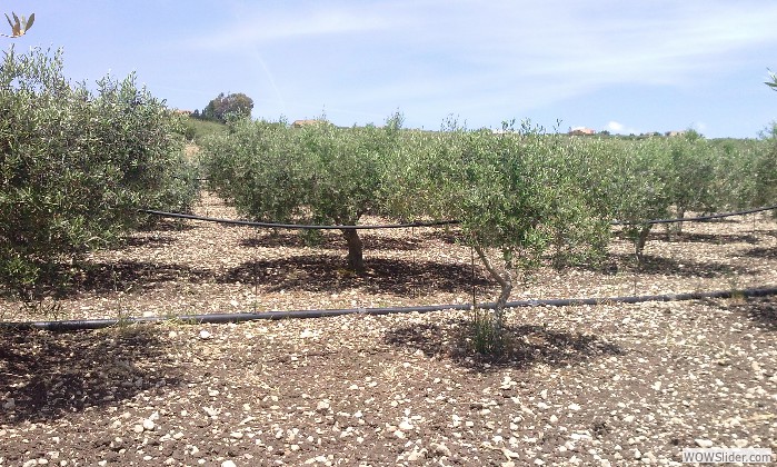 Il nostro olio… è oro